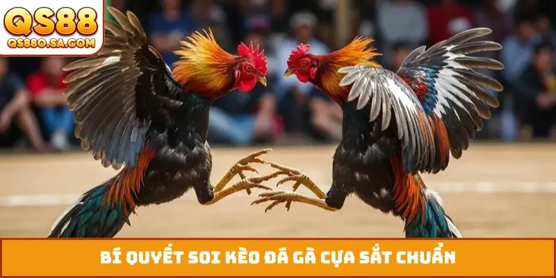 Bí quyết soi kèo đá gà cựa sắt chuẩn