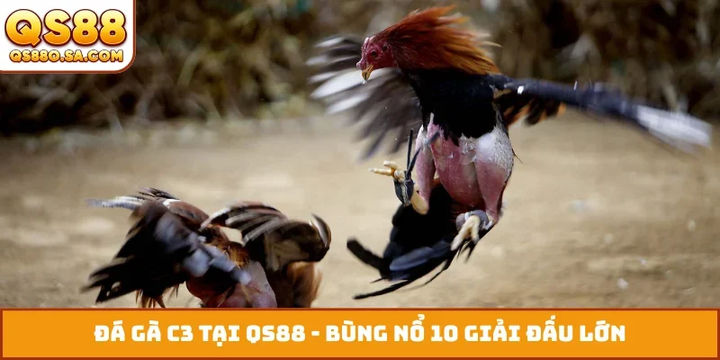 Đá gà C3