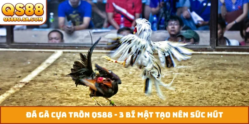 Đá gà cựa tròn