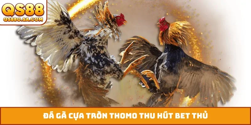 Đá gà cựa tròn Thomo thu hút bet thủ