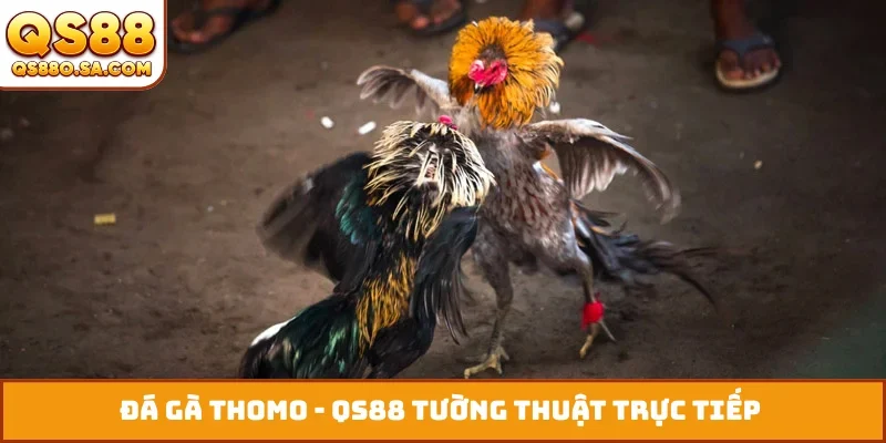 Đá gà Thomo