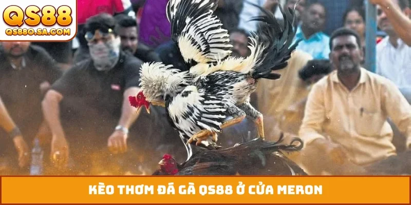 Kèo thơm đá gà QS88 ở cửa Meron