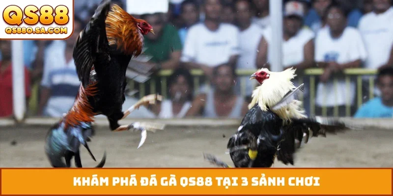 Khám phá đá gà QS88 tại 3 sảnh chơi