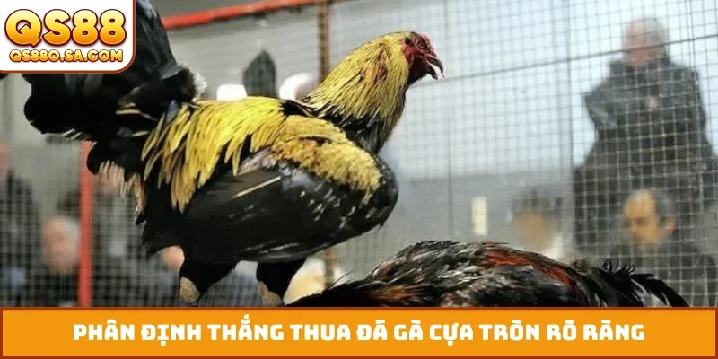 Phân định thắng thua đá gà cựa tròn rõ ràng