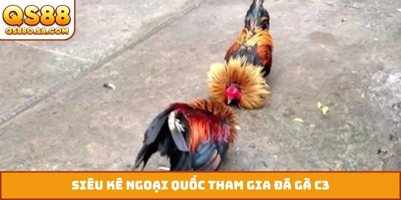 Siêu kê ngoại quốc tham gia đá gà C3