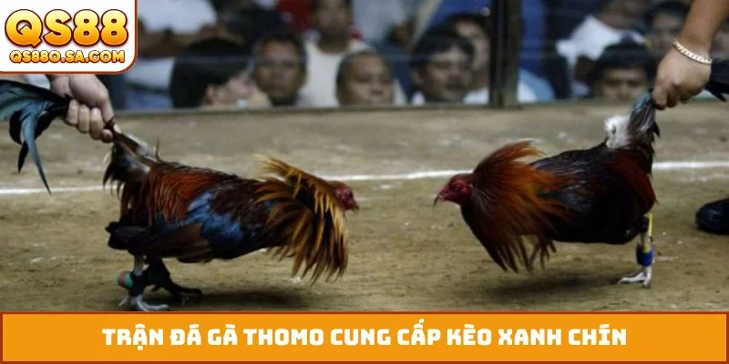 Trận đá gà Thomo cung cấp kèo xanh chín